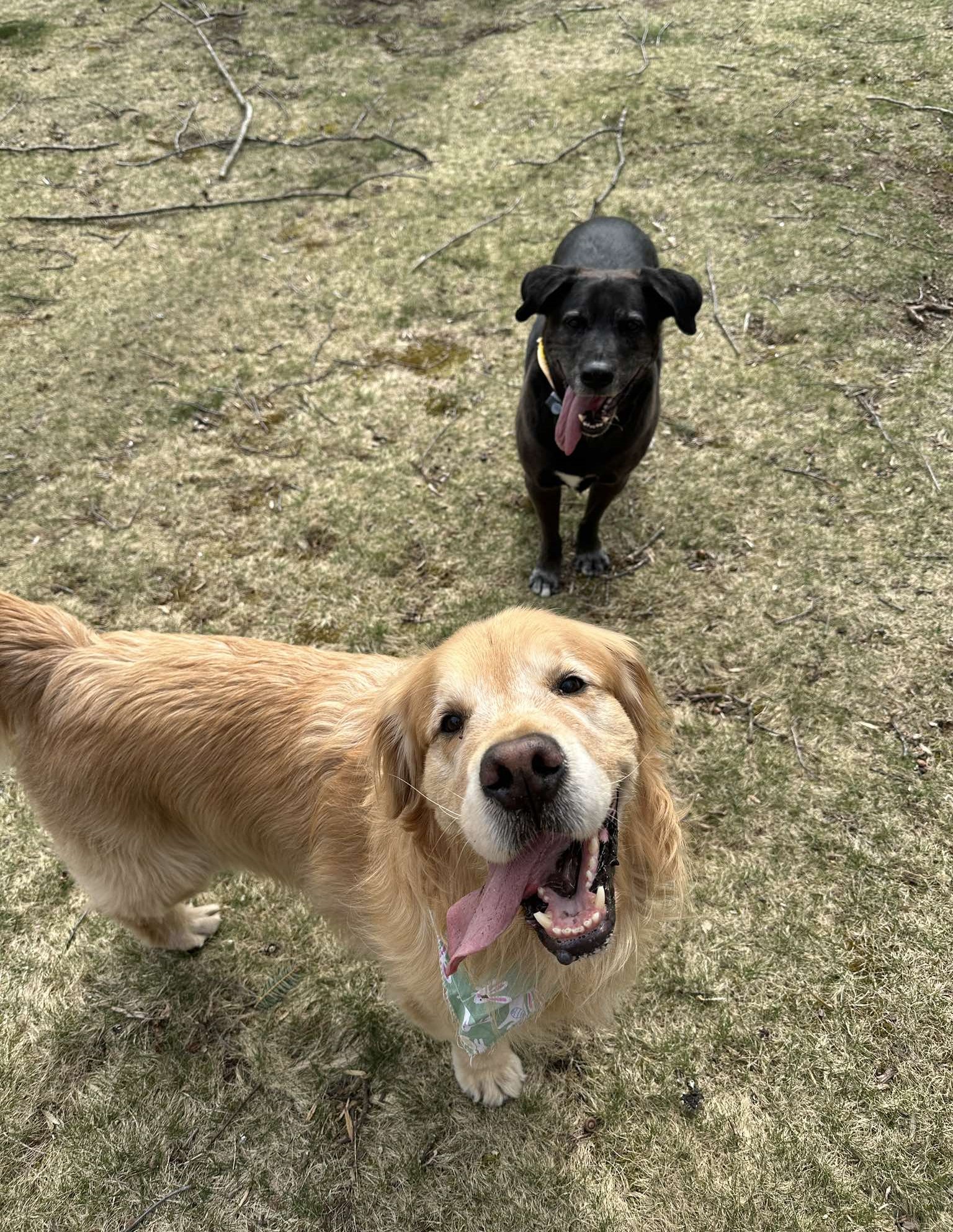 Dog on a walk