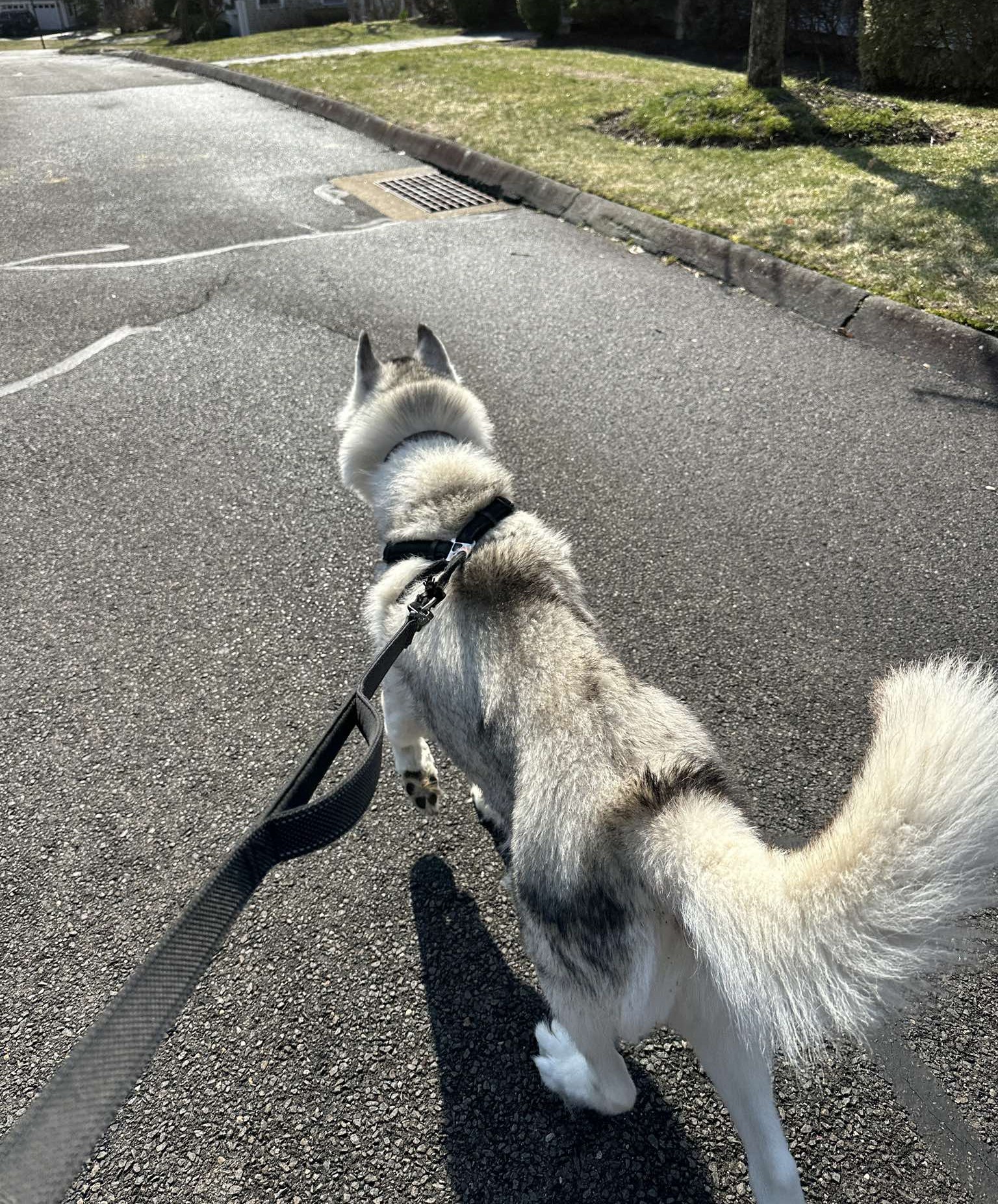 Dog on a walk
