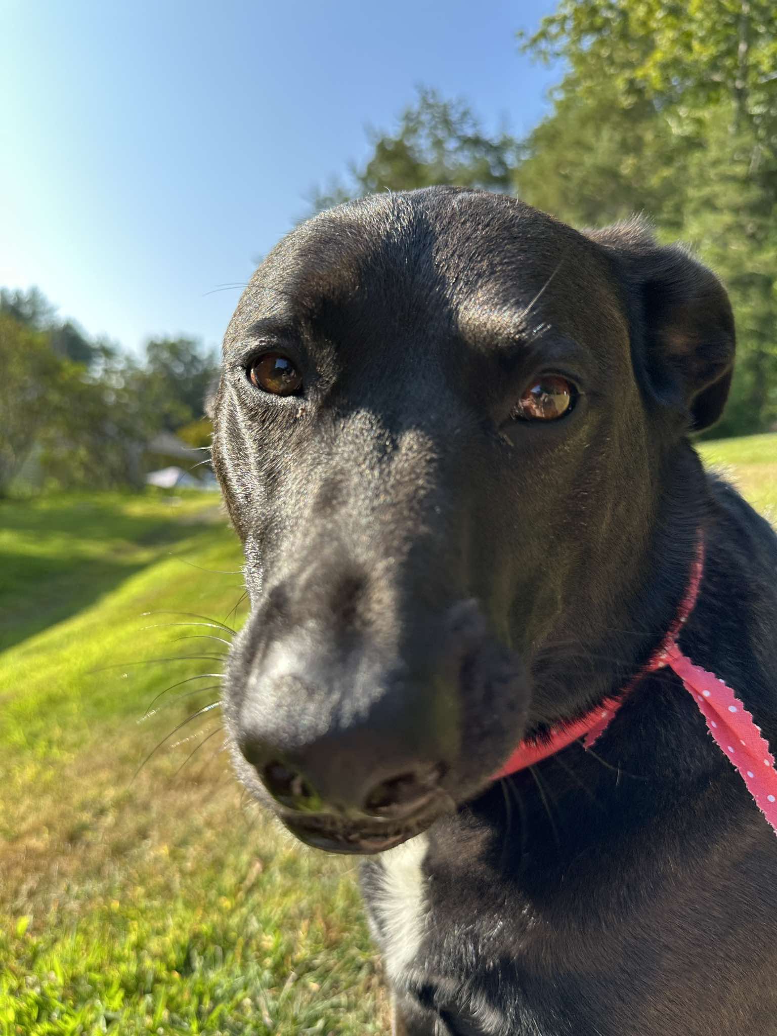 Dog on a walk