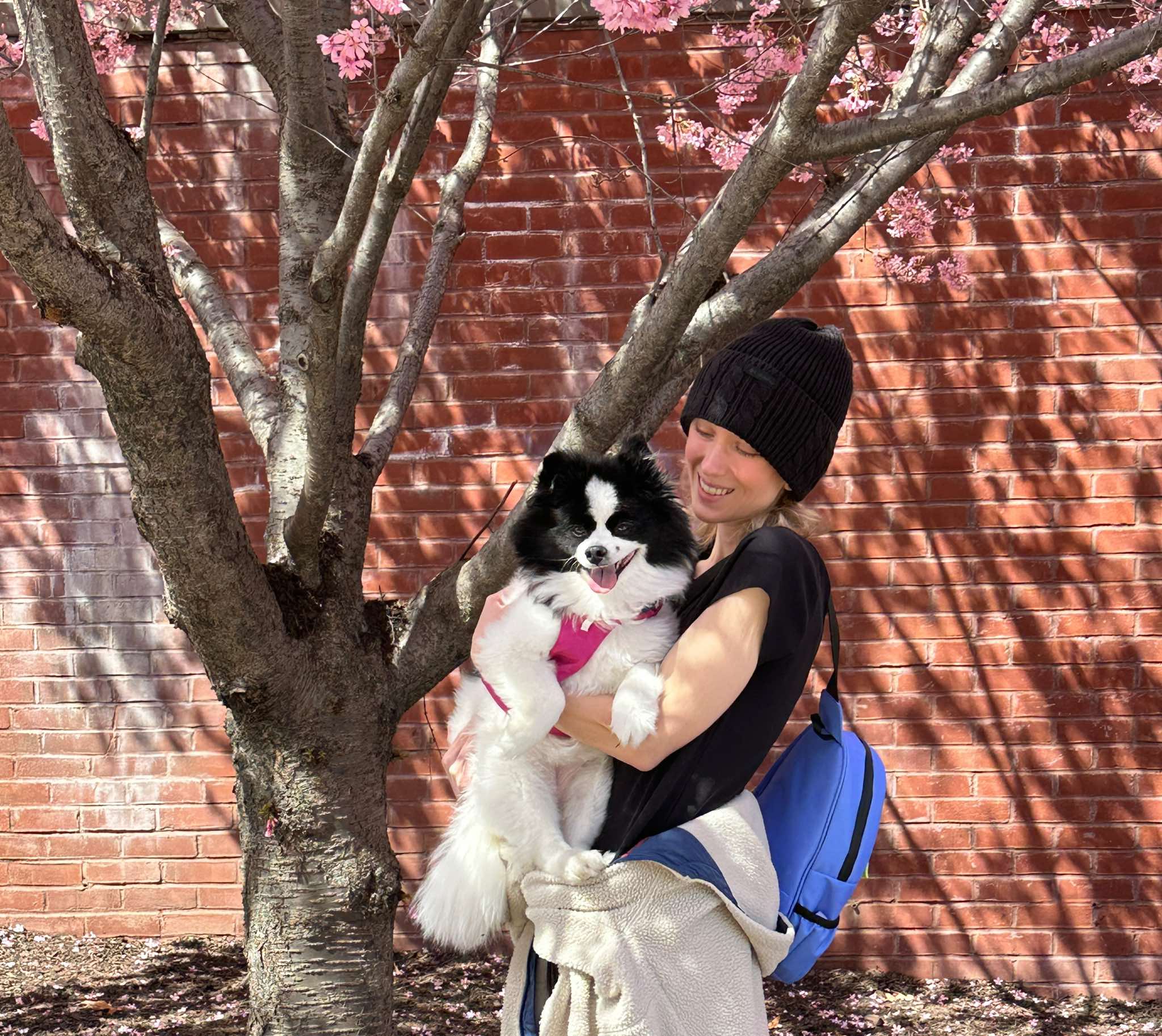 Dog walking with Preston & Paws Co.